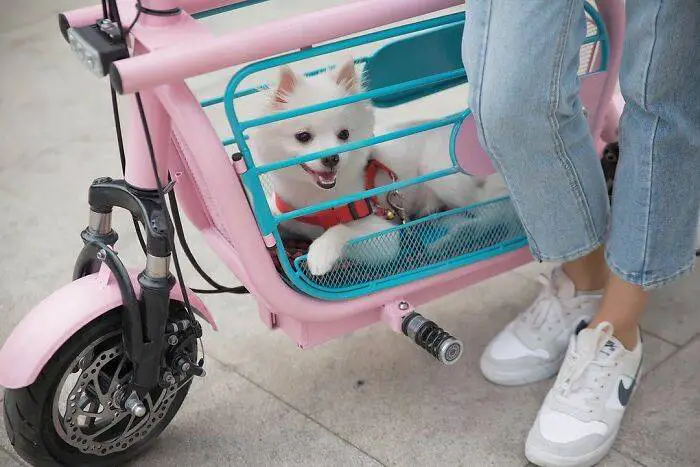 Empresa cria a Mopet, scooter elétrica para facilitar o passeio com cães e gatos mopet-a-scooter-eletrica-para-passear-com-caes
