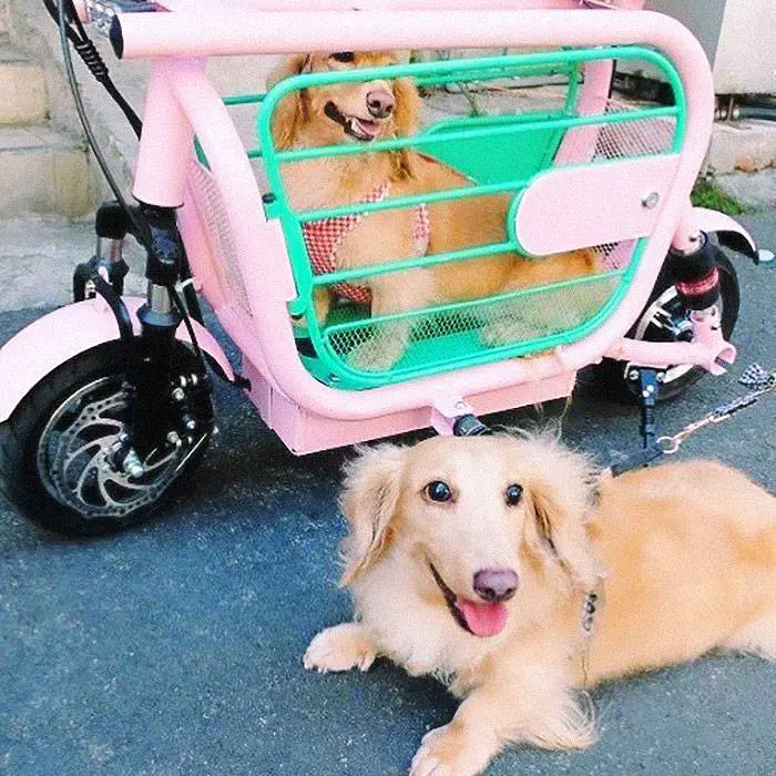 Empresa cria a Mopet, scooter elétrica para facilitar o passeio com cães e gatos mopet-a-scooter-eletrica-para-passear-com-caes