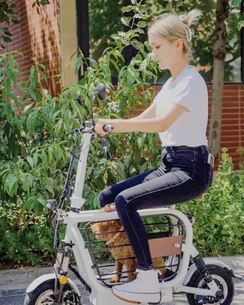 Empresa cria a Mopet, scooter elétrica para facilitar o passeio com cães e gatos mopet-a-scooter-eletrica-para-passear-com-caes