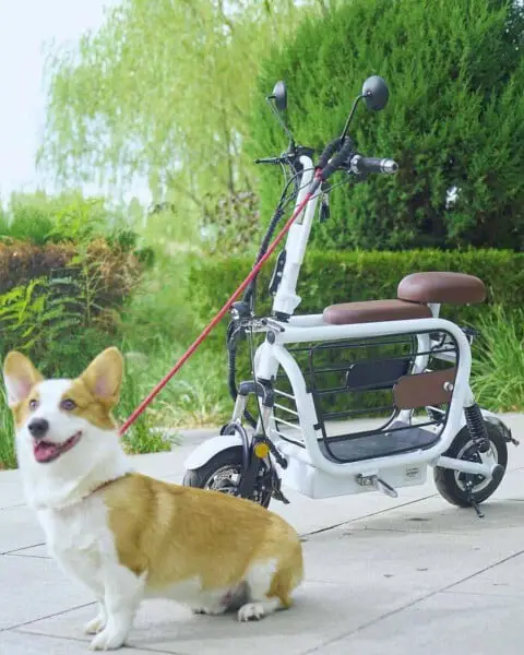 Empresa cria a Mopet, scooter elétrica para facilitar o passeio com cães e gatos mopet-a-scooter-eletrica-para-passear-com-caes