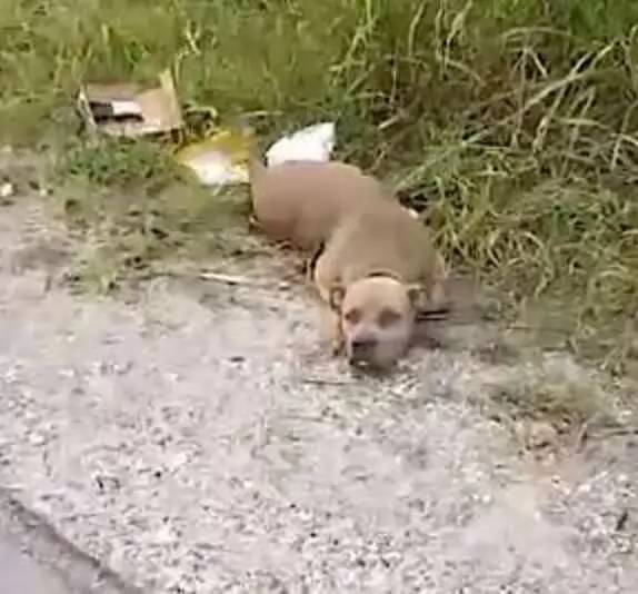 mulher-encontra-cachorro-sem-vida-e-se-apressa-para-salva-lo