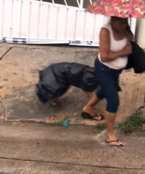 mulher-faz-capas-para-proteger-o-cachorro-da-chuva