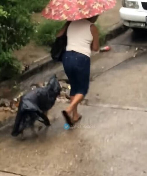 Mulher faz capas com sacolas plásticas para proteger o seu cachorrinho da chuva mulher-faz-capas-para-proteger-o-cachorro-da-chuva