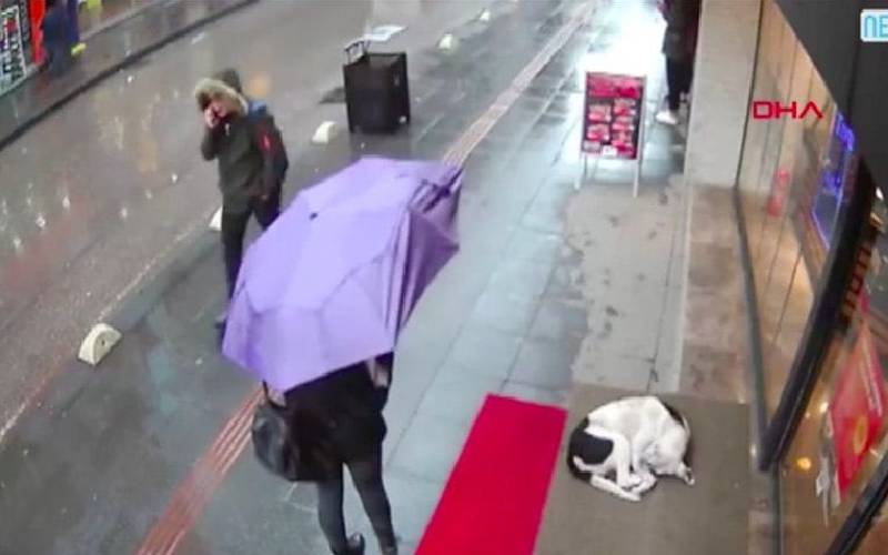 Câmera flagra mulher dando seu cachecol a um cachorro de rua em um dia frio mulher-oferece-o-proprio-lenco-para-um-cachorro