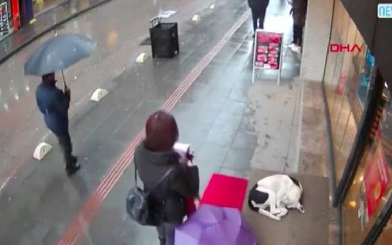 Câmera flagra mulher dando seu cachecol a um cachorro de rua em um dia frio mulher-oferece-o-proprio-lenco-para-um-cachorro