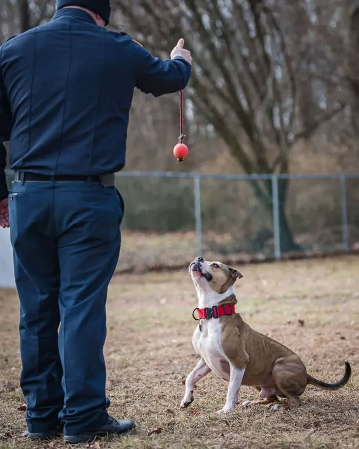 Pitbull resgatado se transforma em detetive, especializado em investigar incêndios criminosos pitbull-detetive-especializado-em-investigar-incendios-criminosos