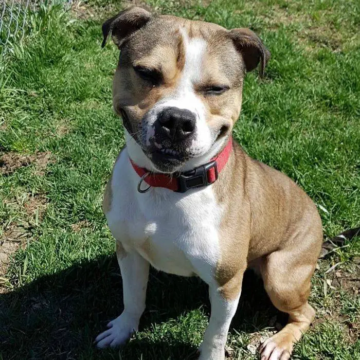 Pitbull resgatado se transforma em detetive, especializado em investigar incêndios criminosos pitbull-detetive-especializado-em-investigar-incendios-criminosos