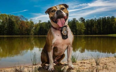 Pitbull resgatado se transforma em detetive, especializado em investigar incêndios criminosos