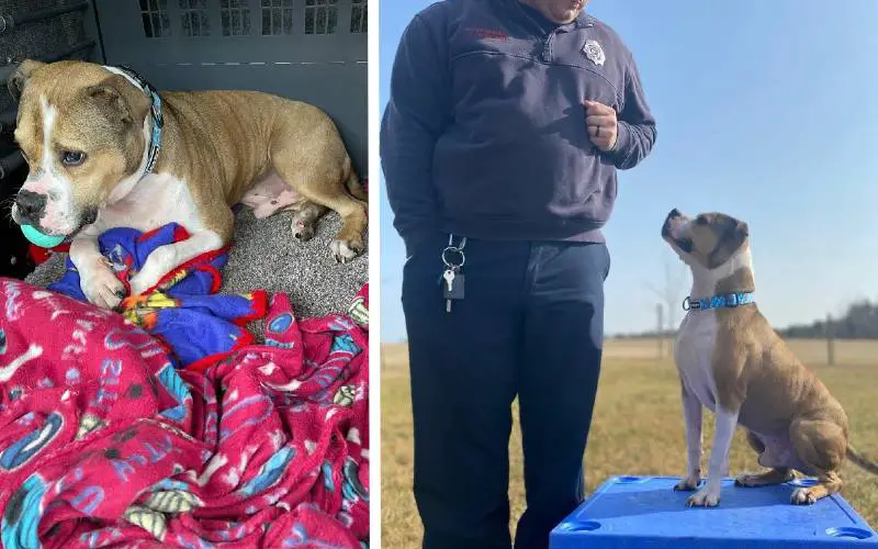Pitbull resgatado se transforma em detetive, especializado em investigar incêndios criminosos pitbull-detetive-especializado-em-investigar-incendios-criminosos