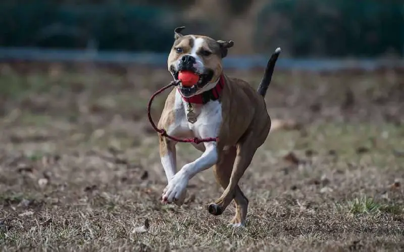 Pitbull resgatado se transforma em detetive, especializado em investigar incêndios criminosos pitbull-detetive-especializado-em-investigar-incendios-criminosos
