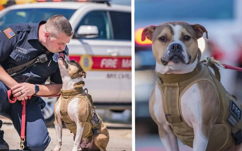 Pitbull resgatado se transforma em detetive, especializado em investigar incêndios criminosos pitbull-detetive-especializado-em-investigar-incendios-criminosos