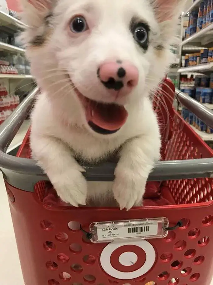 primeira-visita-da-cachorra-ao-supermercado