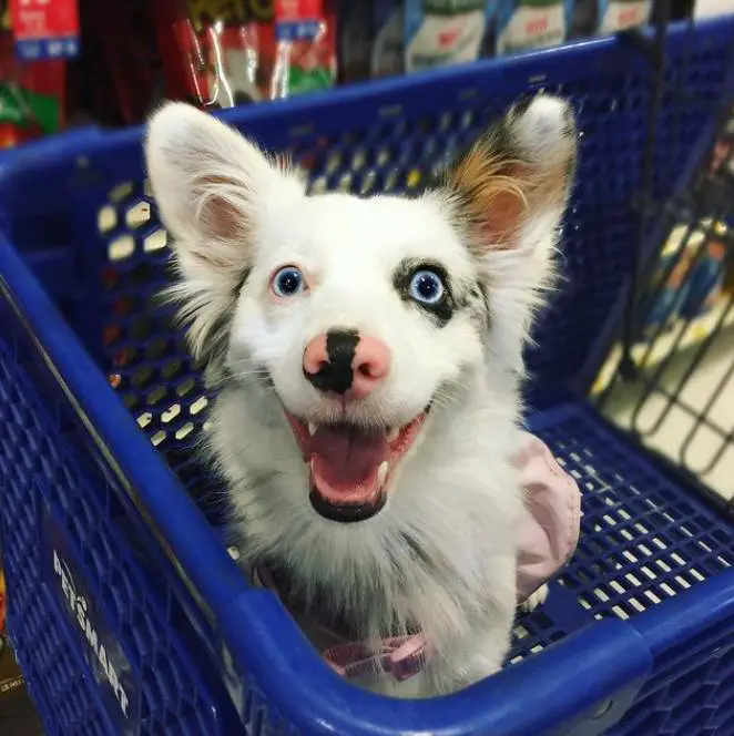 primeira-visita-da-cachorra-ao-supermercado