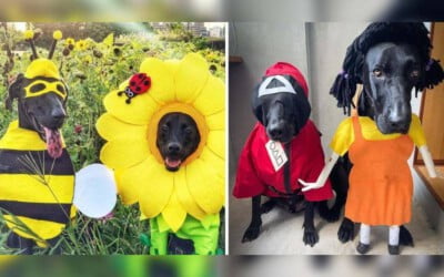 Papai faz as fantasias de Halloween mais fofas para seus cães resgatados