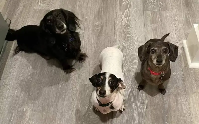 Tutor transforma um quarto de hóspedes em uma verdadeira sala de estar para seus cachorros tutor-monta-uma-sala-de-estar-para-os-cachorros
