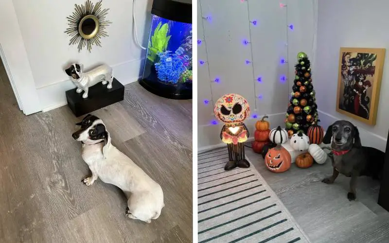 Tutor transforma um quarto de hóspedes em uma verdadeira sala de estar para seus cachorros tutor-monta-uma-sala-de-estar-para-os-cachorros