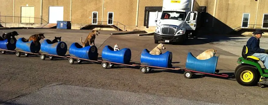 Vovô de 80 anos constrói trenzinho para passear com seus cães resgatados