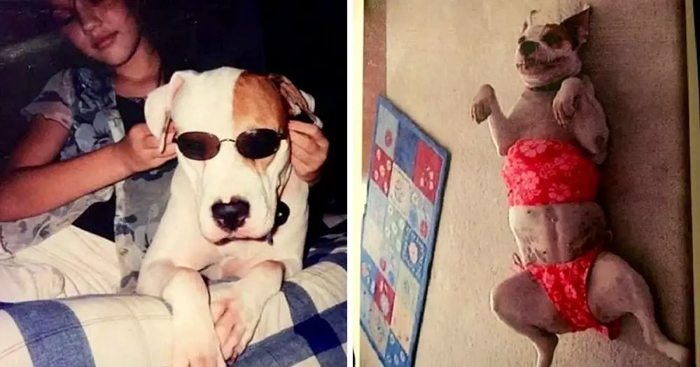 Menina leva seu amado cachorro em estado terminal para um último passeio de carro cachorro-em-estado-terminal-faz-o-ultimo-passeio-de-carro
