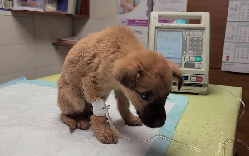 Cadela Rottweiler adota filhote de vira-lata caramelo como se fosse seu filho cachorra-adota-filhote-de-vira-lata-caramelo