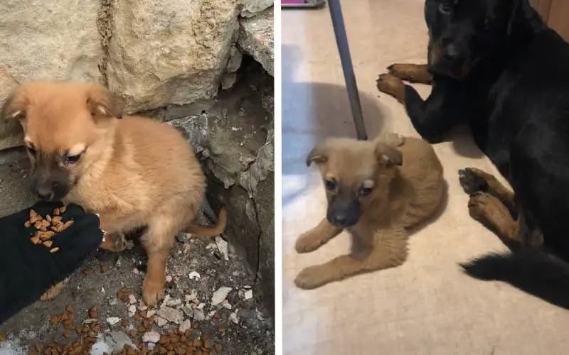 Cadela Rottweiler adota filhote de vira-lata caramelo como se fosse seu filho cachorra-adota-filhote-de-vira-lata-caramelo