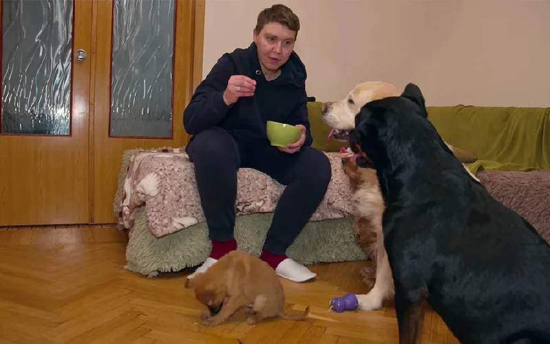 Cadela Rottweiler adota filhote de vira-lata caramelo como se fosse seu filho cachorra-adota-filhote-de-vira-lata-caramelo