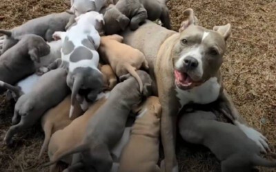 [VÍDEO] Cachorra adotada dá à luz uma ninhada imensa
