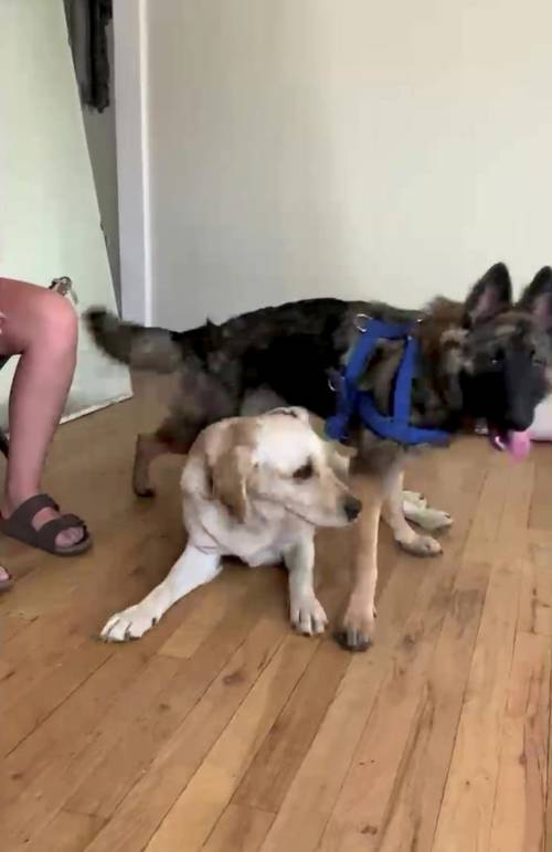 Cachorra deficiente é salva uma hora antes do prazo para eutanásia cachorra-e-salva-uma-hora-antes-do-prazo-para-eutanasia