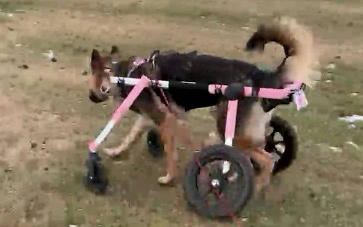 Cachorra deficiente é salva uma hora antes do prazo para eutanásia cachorra-e-salva-uma-hora-antes-do-prazo-para-eutanasia