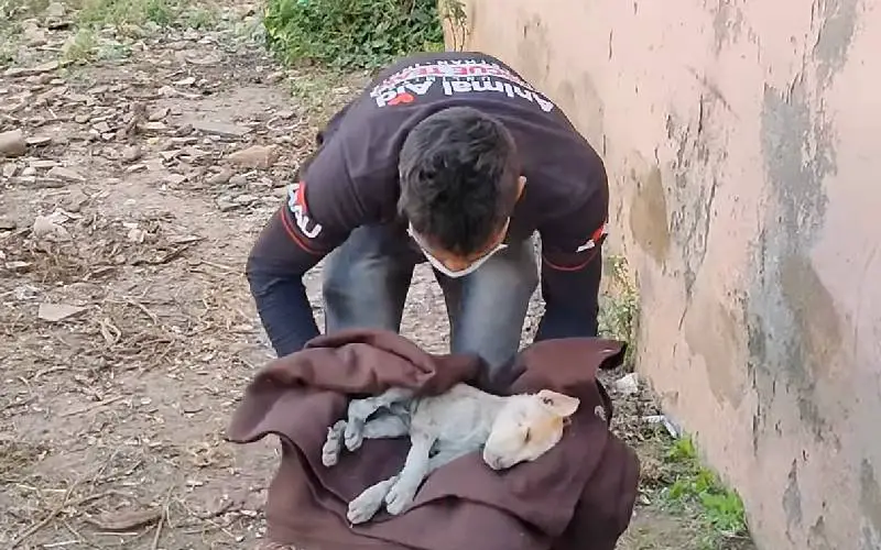 cachorra-pede-ajuda-para-o-filhote-doente