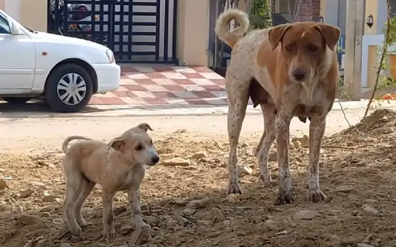 cachorra-pede-ajuda-para-o-filhote-doente