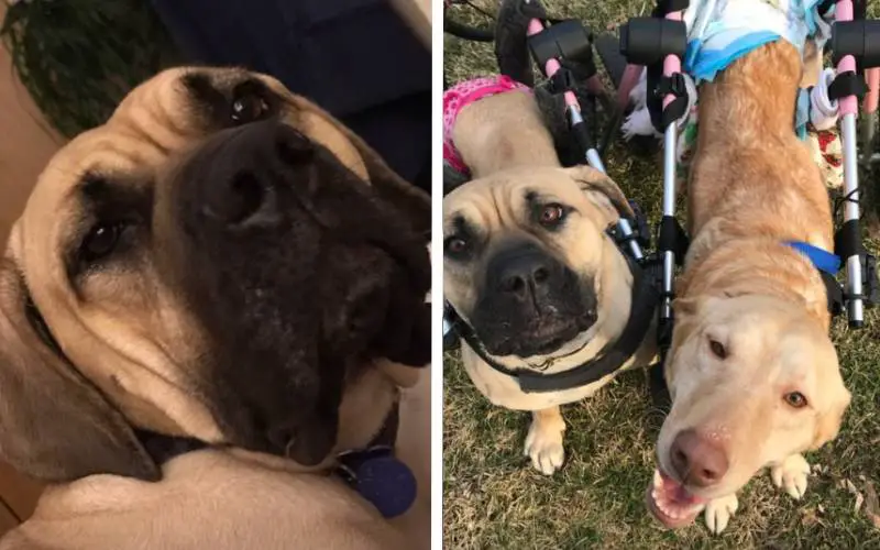 cachorra-que-reaprendeu-a-andar