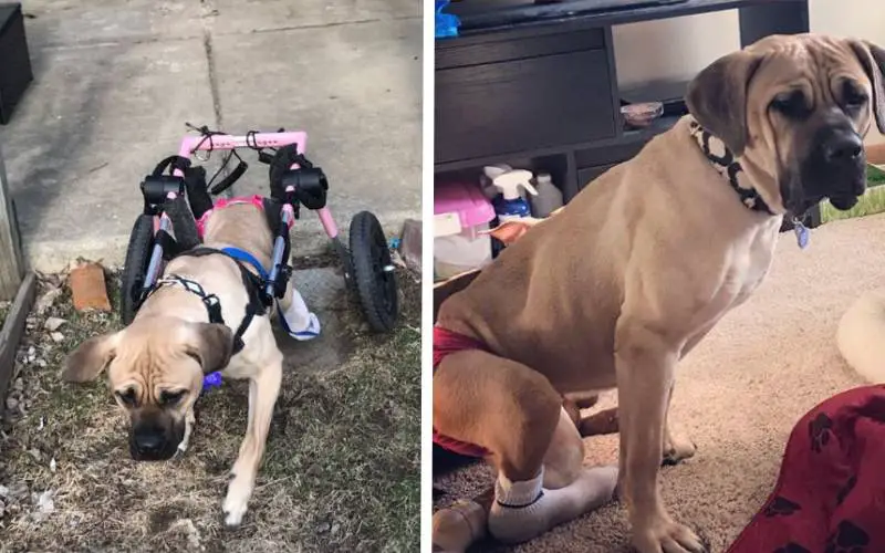 cachorra-que-reaprendeu-a-andar