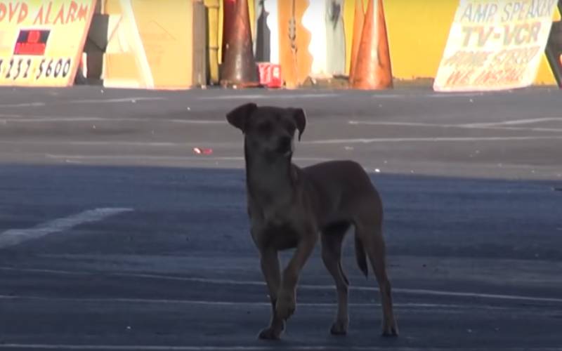 cachorras-separadas-no-resgate-voltam-a-se-encontrar