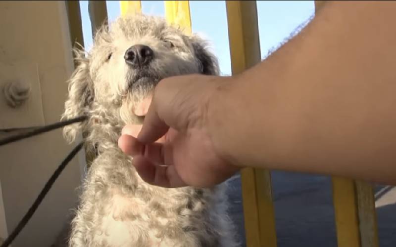  cachorras-separadas-no-resgate-voltam-a-se-encontrar