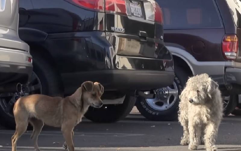 cachorras-separadas-no-resgate-voltam-a-se-encontrar