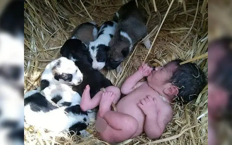 cachorrinha-cuida-de-bebe-humano-abandonado