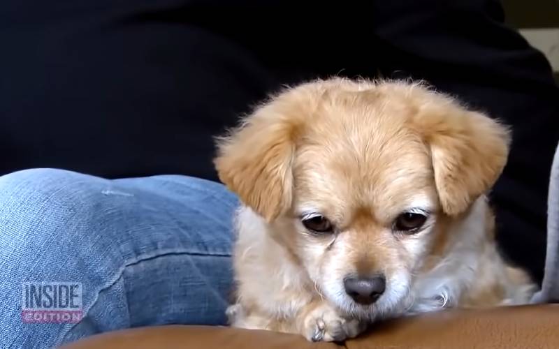 Cachorrinha não quer se afastar da sepultura da tutora cachorrinha-nao-quer-se-afastar-da-sepultura-da-tutora