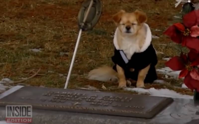 Cachorrinha não quer se afastar da sepultura da tutora cachorrinha-nao-quer-se-afastar-da-sepultura-da-tutora