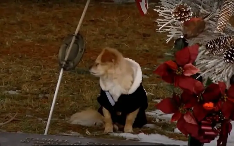 Cachorrinha não quer se afastar da sepultura da tutora cachorrinha-nao-quer-se-afastar-da-sepultura-da-tutora