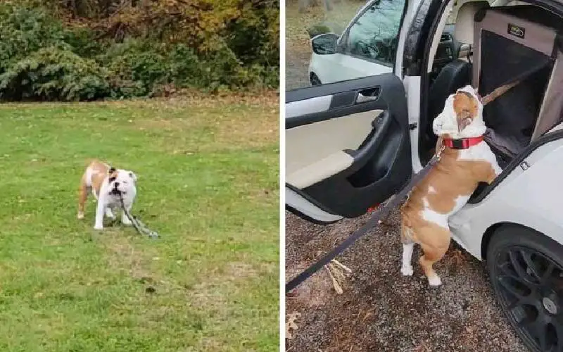 Cachorrinho faz de tudo para levar uma vara imensa para casa cachorrinho-faz-de-tudo-para-levar-uma-vara-imensa