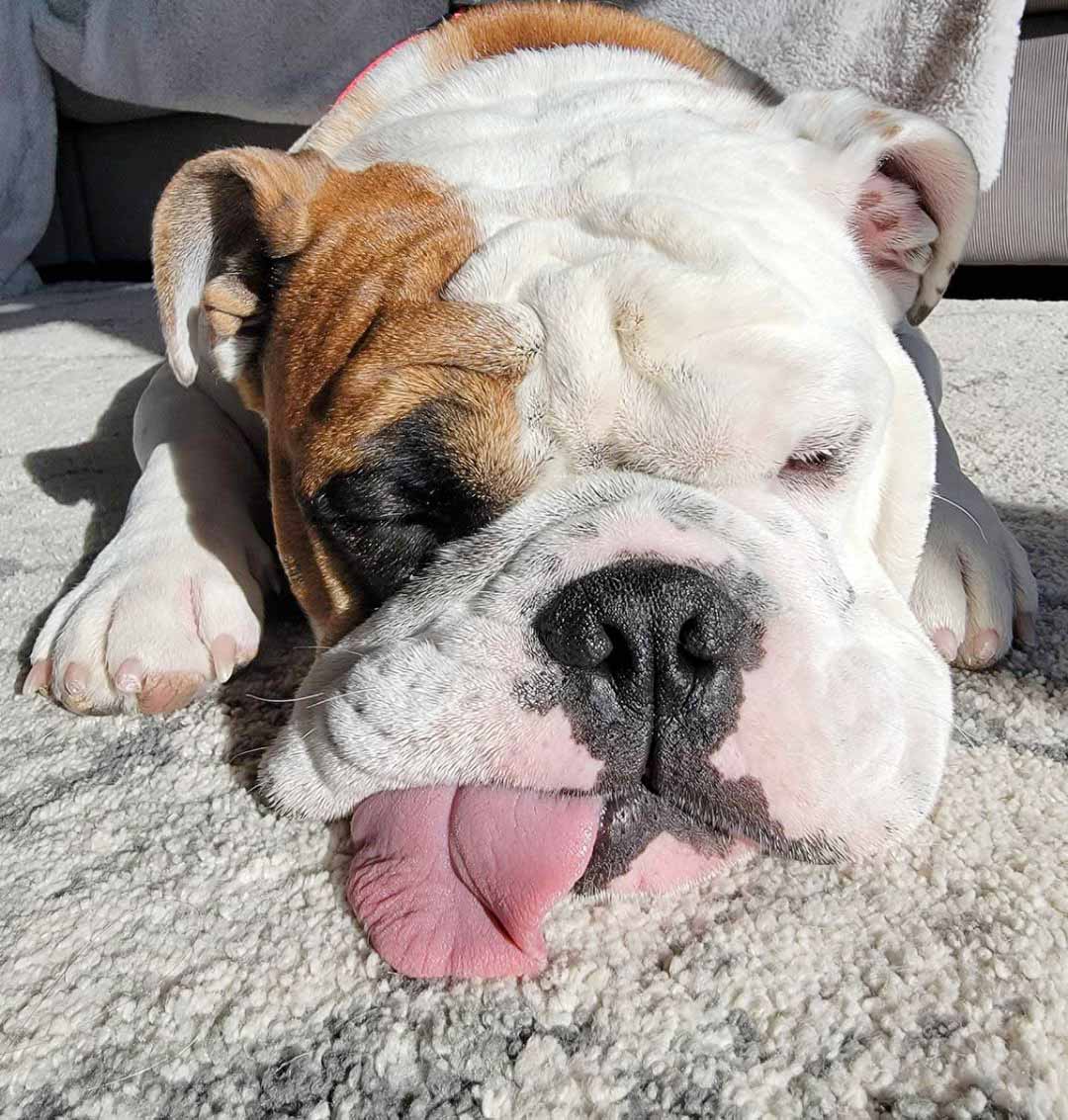Cachorrinho faz de tudo para levar uma vara imensa para casa cachorrinho-faz-de-tudo-para-levar-uma-vara-imensa