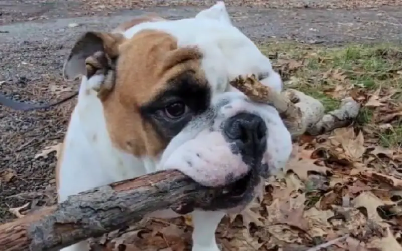 Cachorrinho faz de tudo para levar uma vara imensa para casa cachorrinho-faz-de-tudo-para-levar-uma-vara-imensa