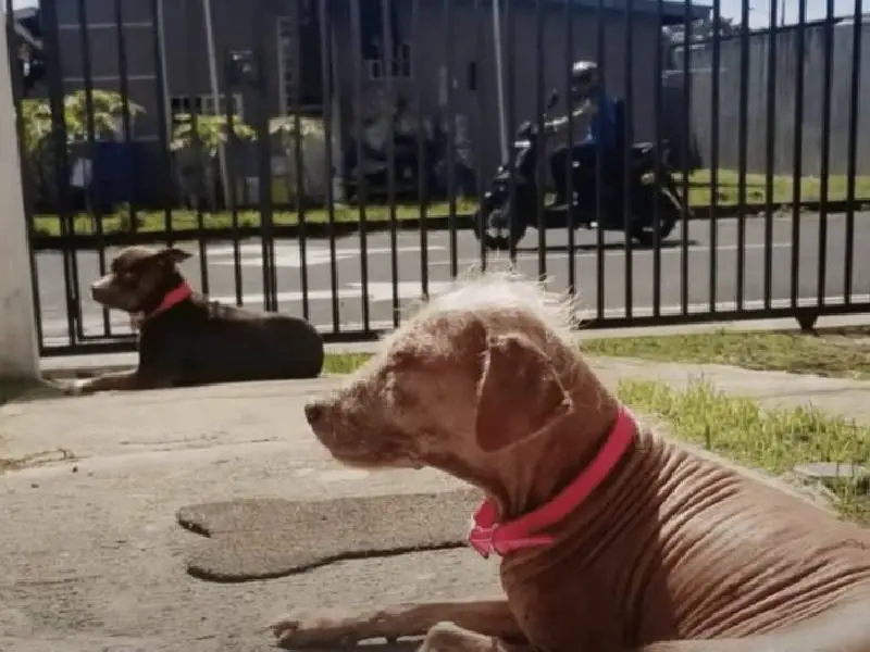 cachorro-abandonado-nao-larga-a-jaqueta-do-tutor