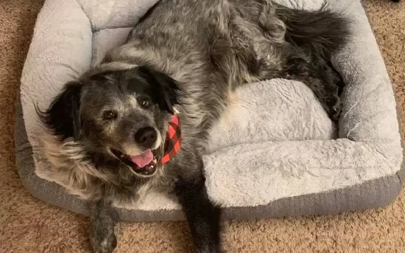 Cachorro adotado não consegue parar de sorrir cachorro-adotado-nao-consegue-parar-de-sorrir