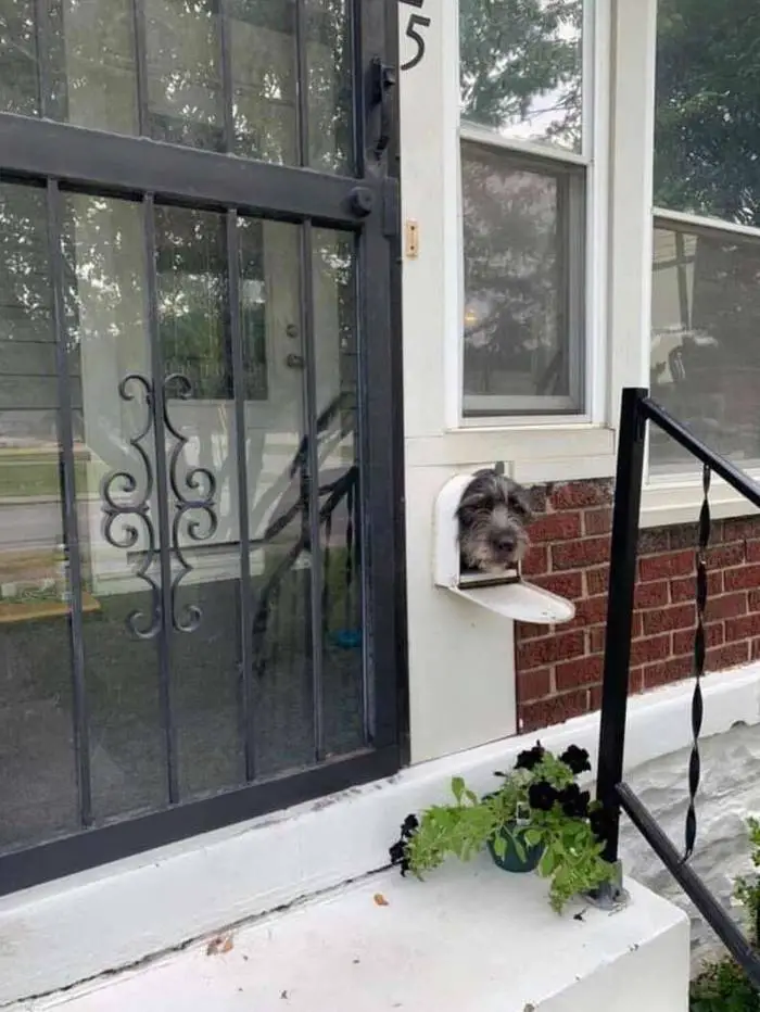 Cachorro usa a caixa de correio para cumprimentar os vizinhos