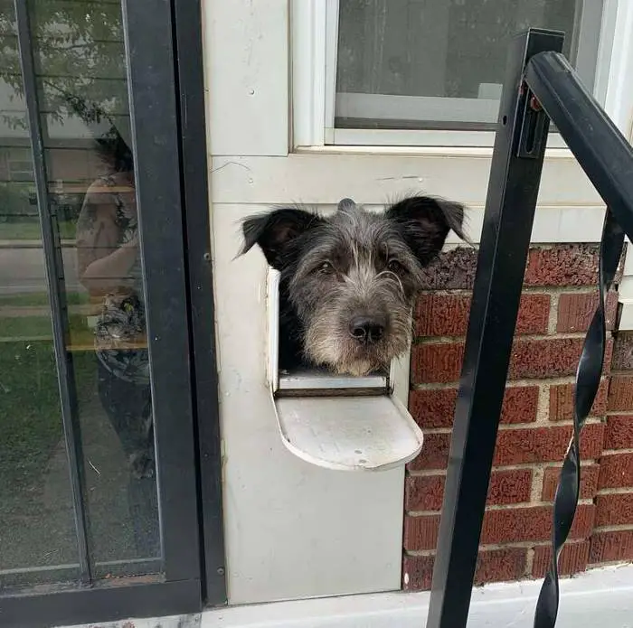 Cachorro usa a caixa de correio para cumprimentar os vizinhos