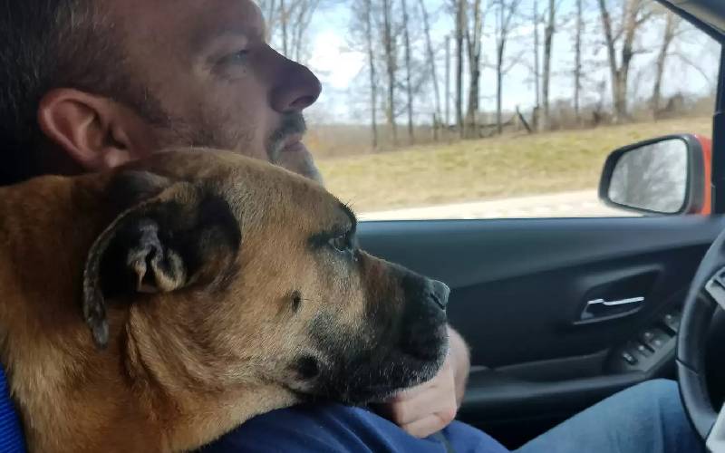Cachorro de rua encontra carro aberto, entra e acaba adotado cachorro-de-rua-encontra-carro-aberto
