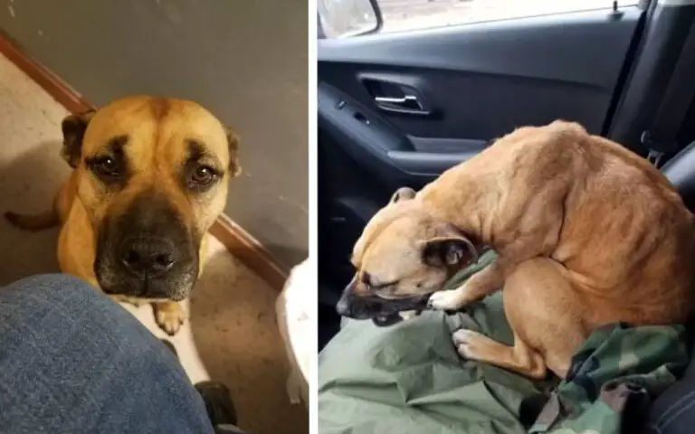 Cachorro de rua encontra carro aberto, entra e acaba adotado