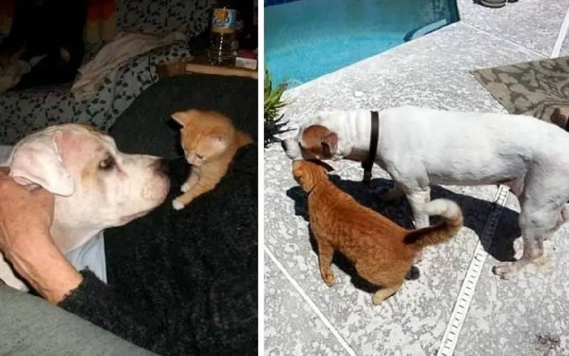 Menina leva seu amado cachorro em estado terminal para um último passeio de carro cachorro-em-estado-terminal-faz-o-ultimo-passeio-de-carro