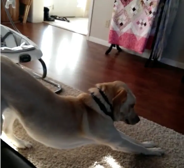 Cachorro ensina sua humana a cuidar do bebê da maneira correta cachorro-ensina-a-tutora-a-cuidar-do-recem-nascido